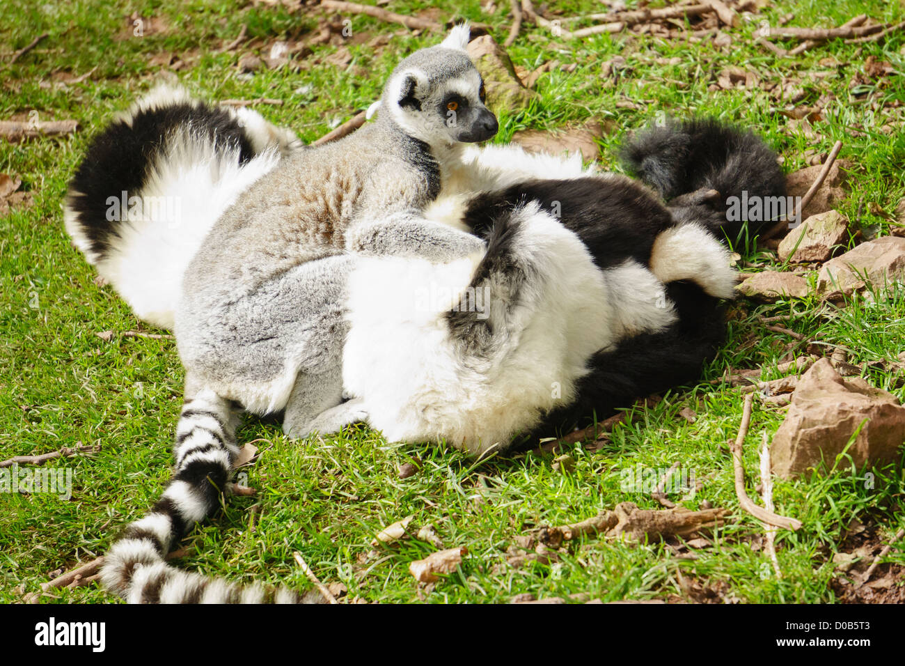 Ring Tailed Lemurs resting on the grass at the Lake District Wild Animal Park. Stock Photo
