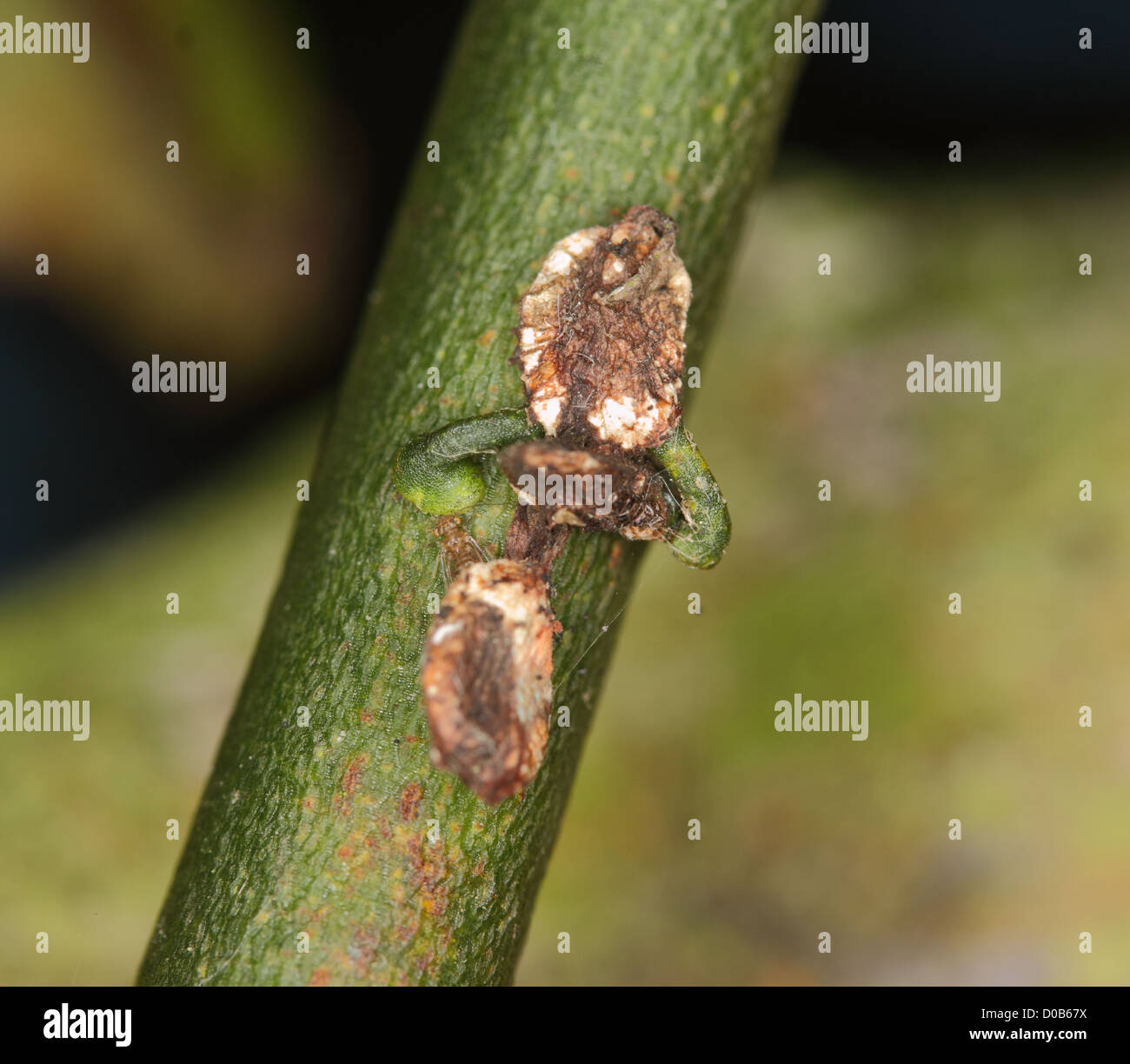Sprouting Mistletoe Sprouting mistletoe seed begins attachment to host stem Stock Photo - Alamy