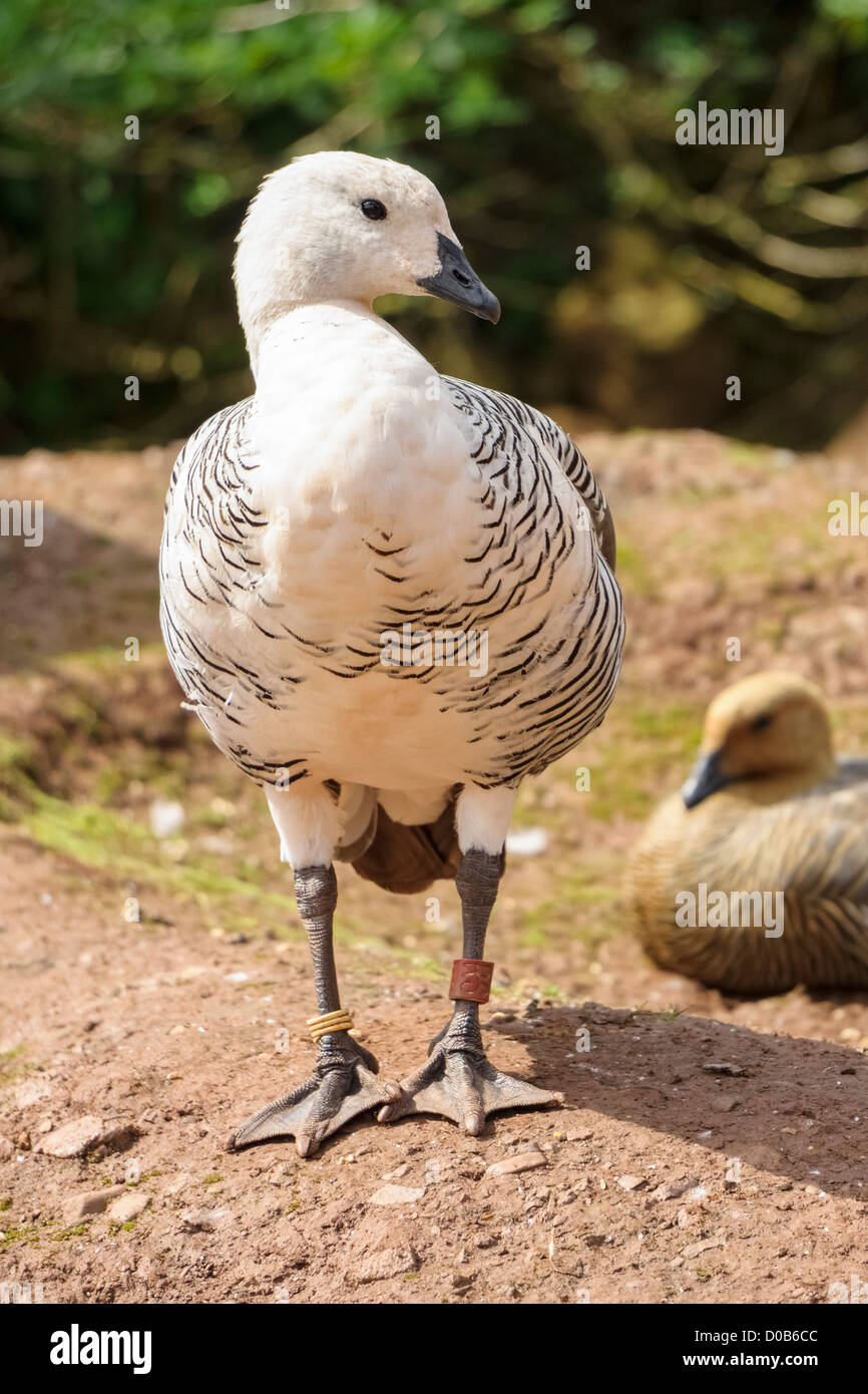 A Magellan Goose standing in the sun at the Lake District Wild Animal Park. Stock Photo