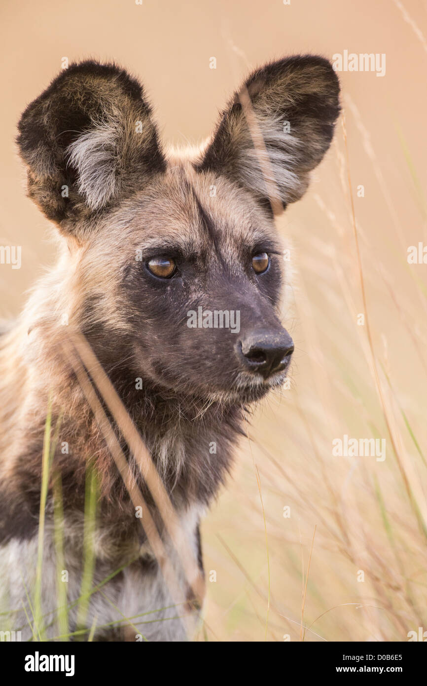 African wild dog (Lyacon pictus) in the Babwata National Park, Namibia. Stock Photo