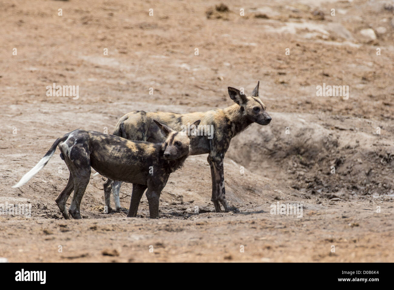 African wild dog (Lyacon pictus) in the Khaudum National Park, Namibia. Stock Photo