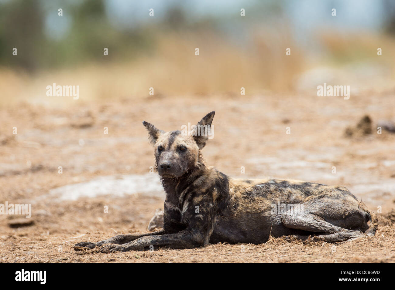 African wild dog (Lyacon pictus) in the Khaudum National Park, Namibia. Stock Photo