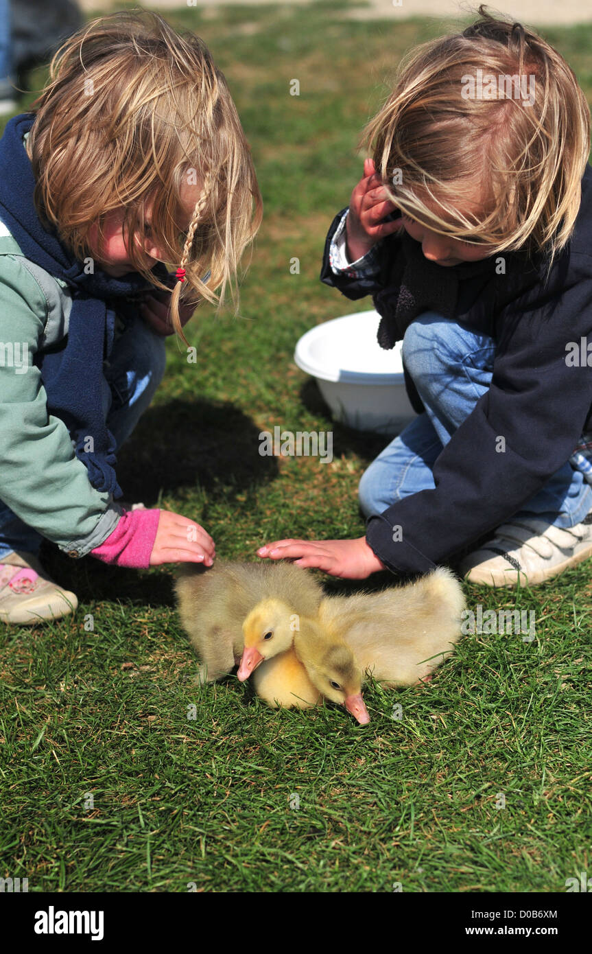 YOUNG GIRLS PETTING CHICKS DURING VISIT ASINERIE DU MARQUENTERRE FARM RAISING BOVINES POULTRY OTHER FARM ANIMALS QUEND SOMME Stock Photo