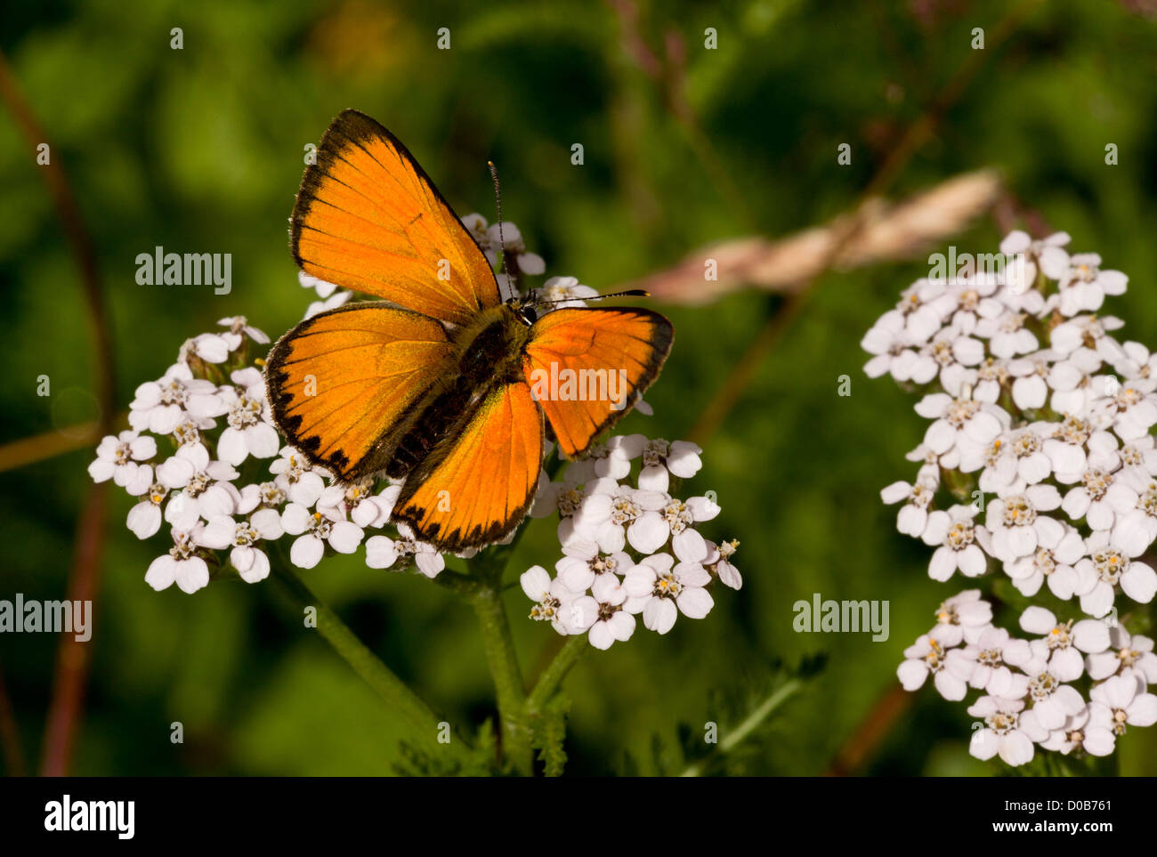 Male Scarce Copper butterfly (Lycaena virgaureae) settled with wings half open, nectaring on yarrow, Italian Alps Stock Photo