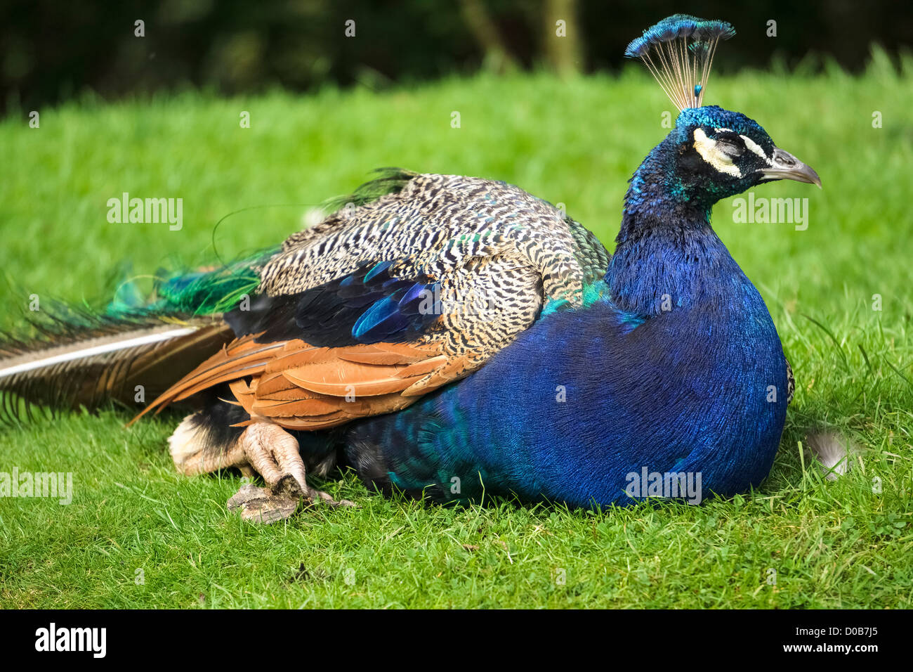 A peacock sunbathing on the grass in the Lake District Wild Animal Park. Stock Photo
