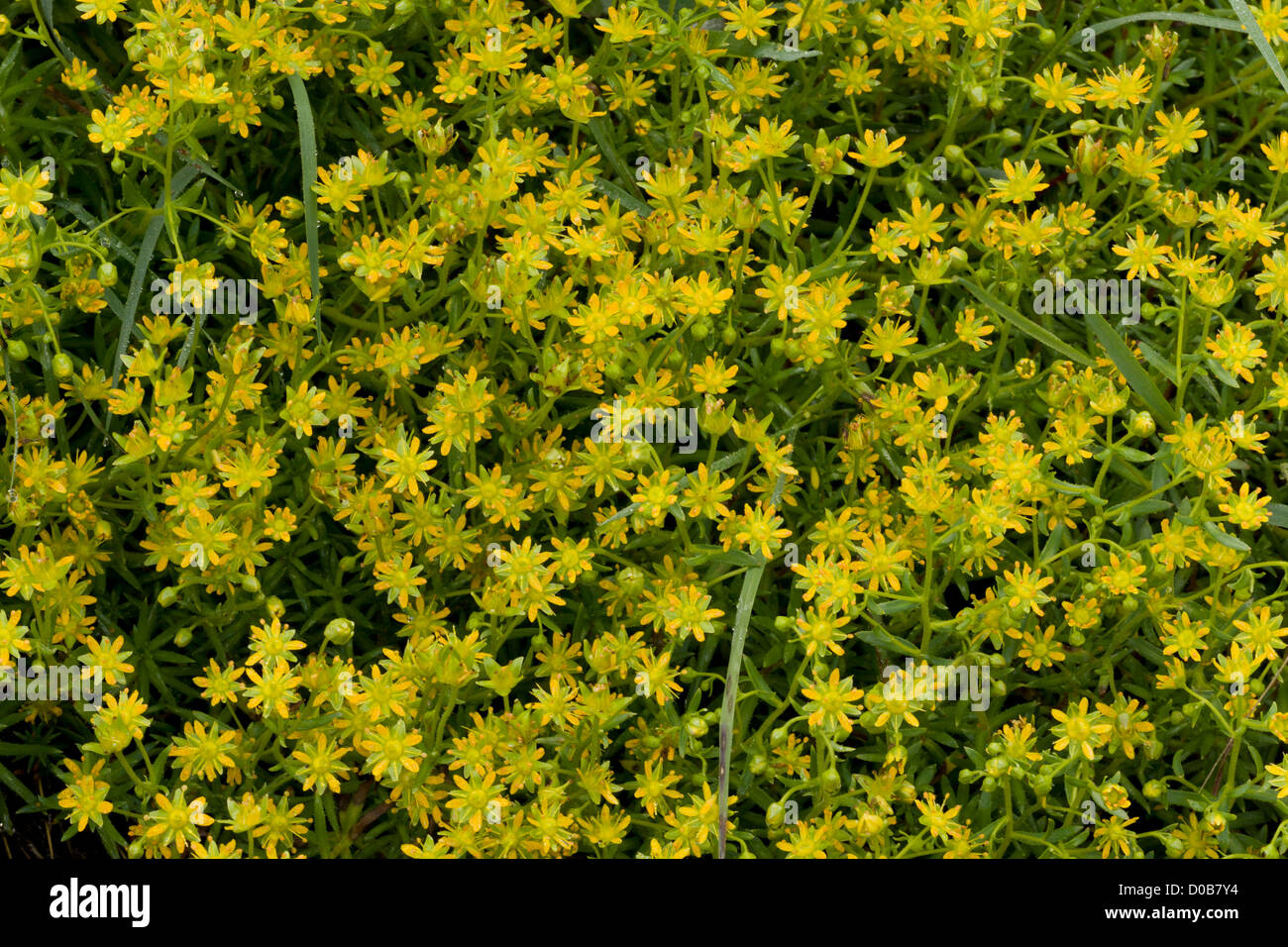 Yellow saxifrage (Saxifraga aizoides) in flower, in a mountain stream, Alps Stock Photo