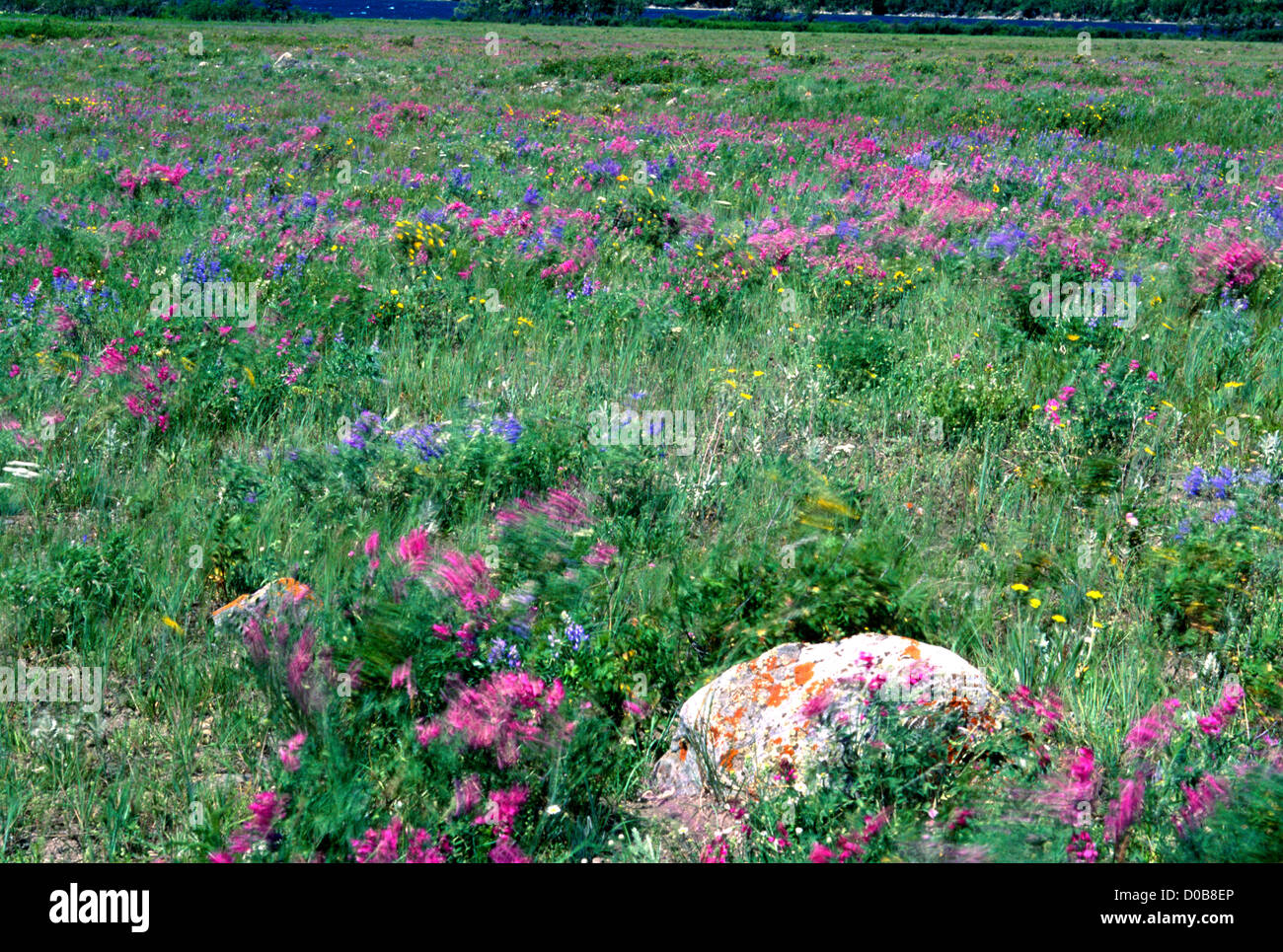 Glacier National Park, Montana Stock Photo - Alamy