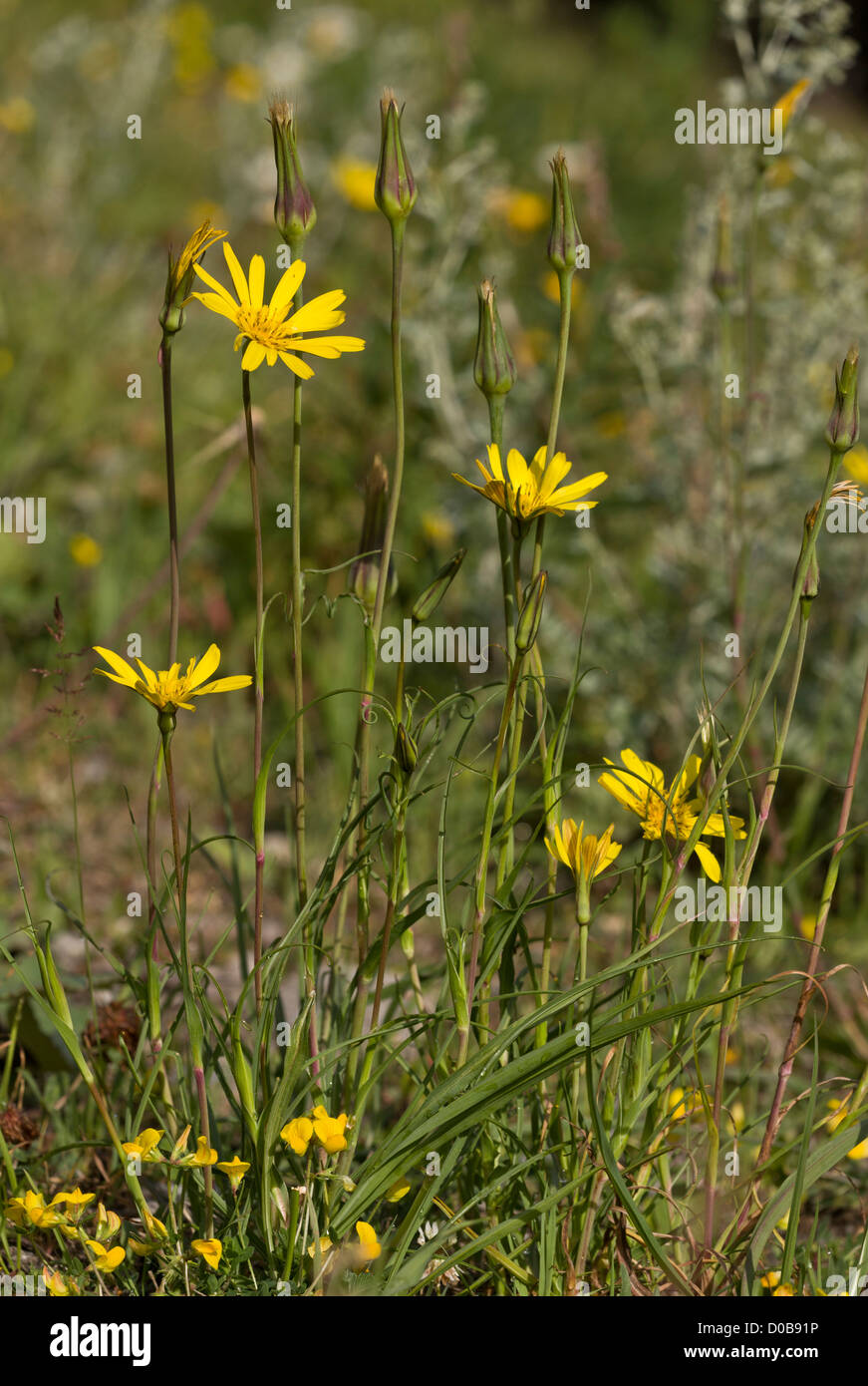 Goatsbeard (Tragopogon pratensis ssp. pratensis)continental form, close-up, French Alps Stock Photo