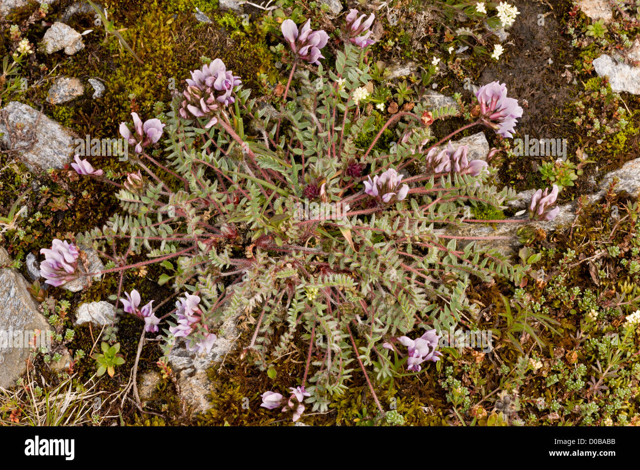 Mountain Milk-vetch, Oxytropis jacquinii in flower, french Alps. Stock Photo