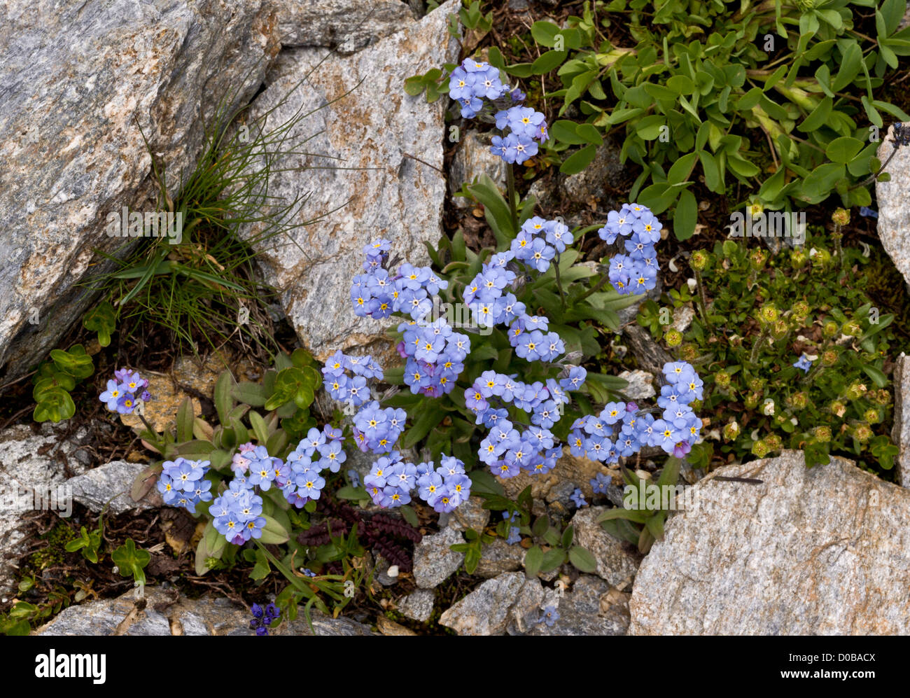 Alpine forget-me-not (Myosotis alpestris) in flower, French Alps Stock Photo