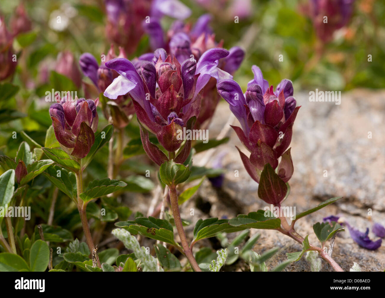 Alpine Skullcap (Scutellaria alpina) close-up, Mont Cenis, French Alps Stock Photo