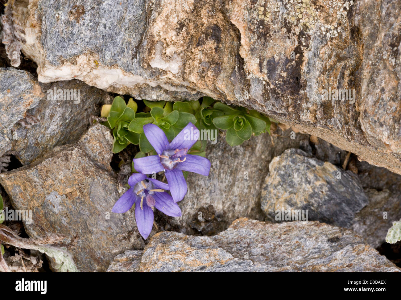 Mont Cenis Bellflower (Campanula cenisia) close-up, on Mont Cenis, French Alps Stock Photo