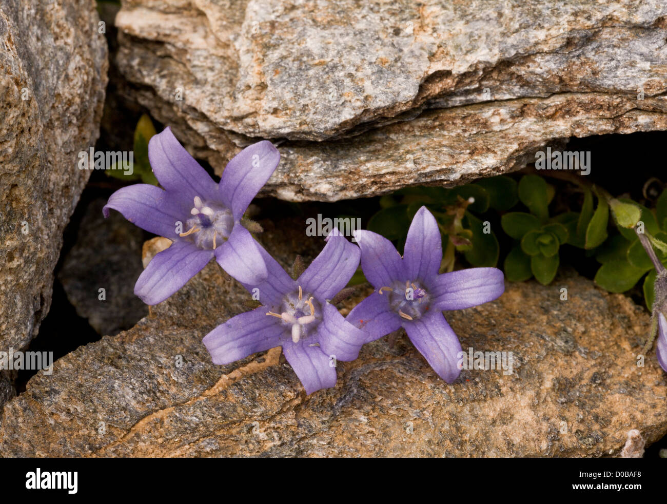Mont Cenis Bellflower (Campanula cenisia) close-up, on Mont Cenis, French Alps Stock Photo
