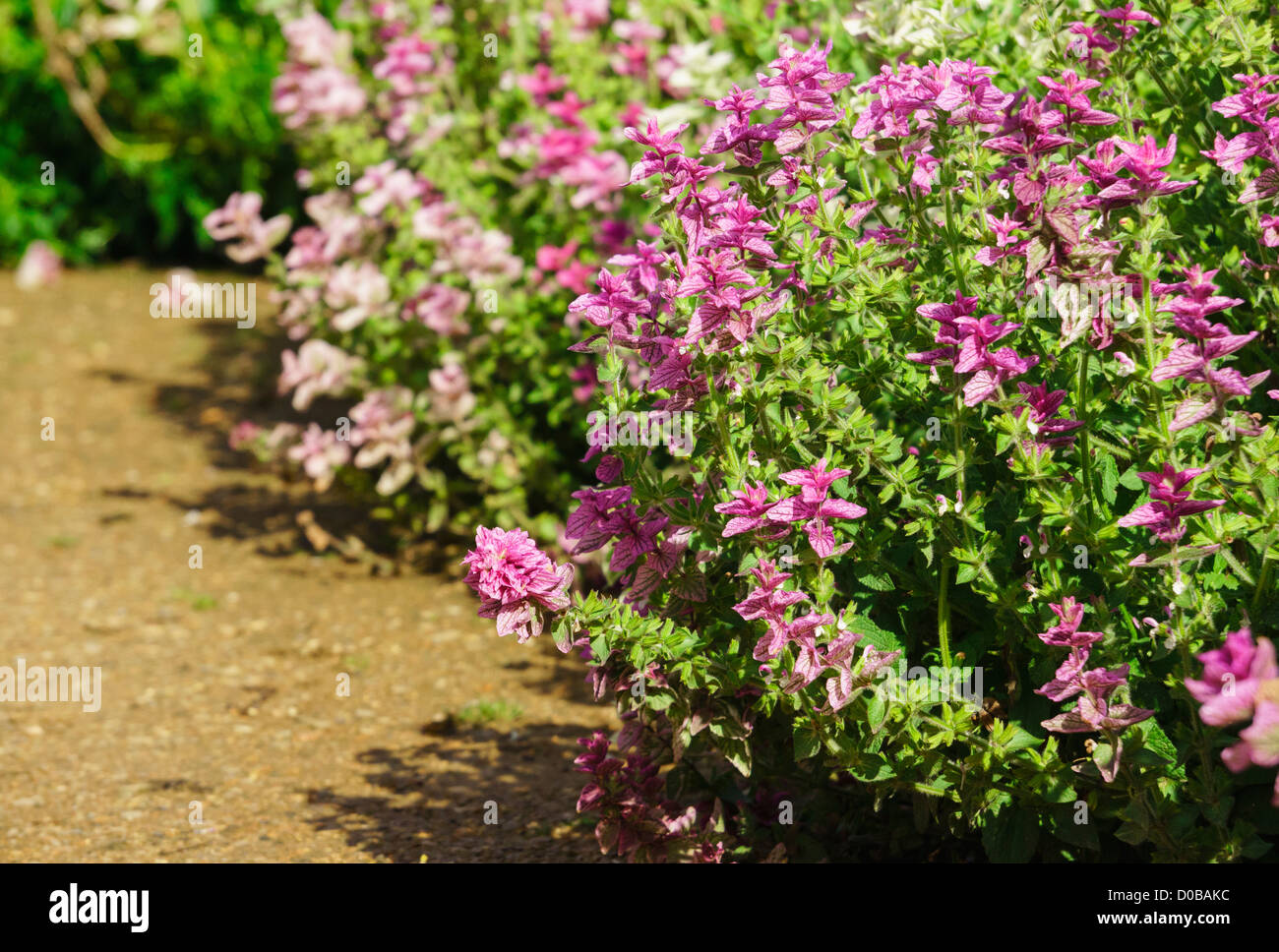 Purple flowers in a sunny boarder Stock Photo