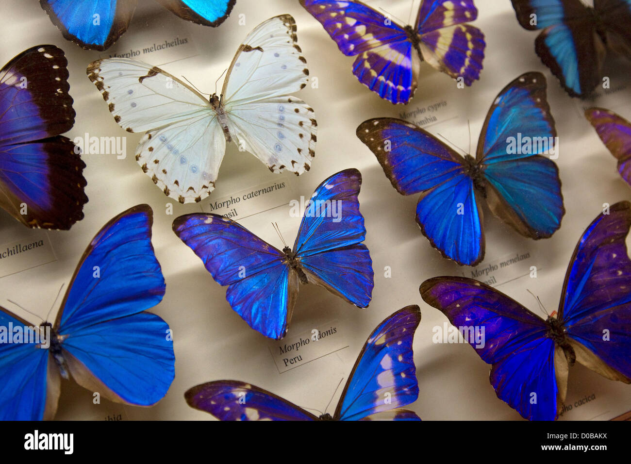 Collection of blue butterflies in display exhibit for science and