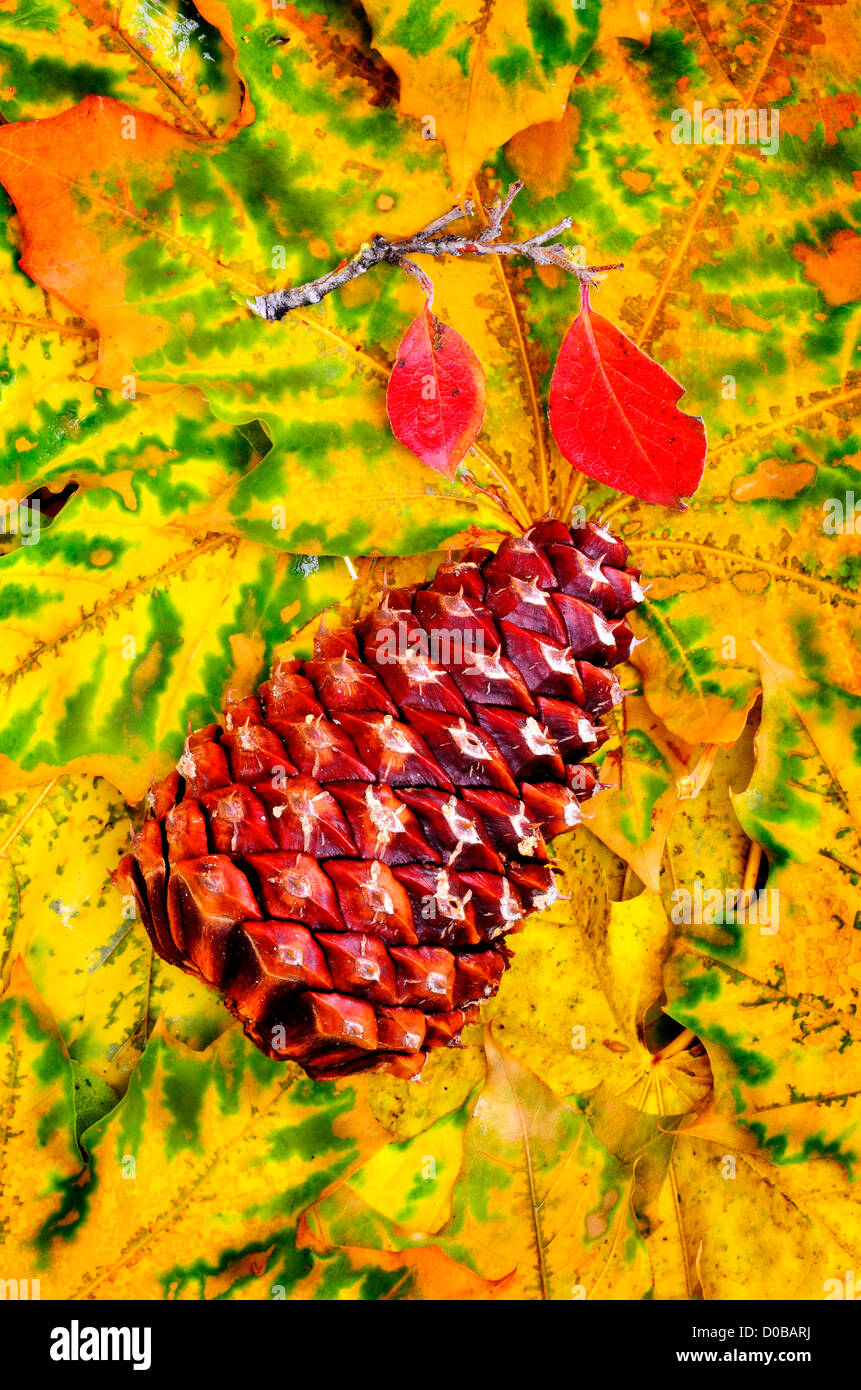 Closeup of Pine cone on fall leaves Stock Photo