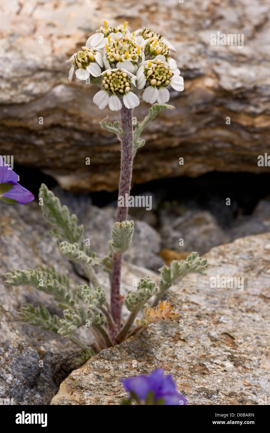 Dwarf Alpine Yarrow (Achillea nana) in flower, French Alps Stock Photo