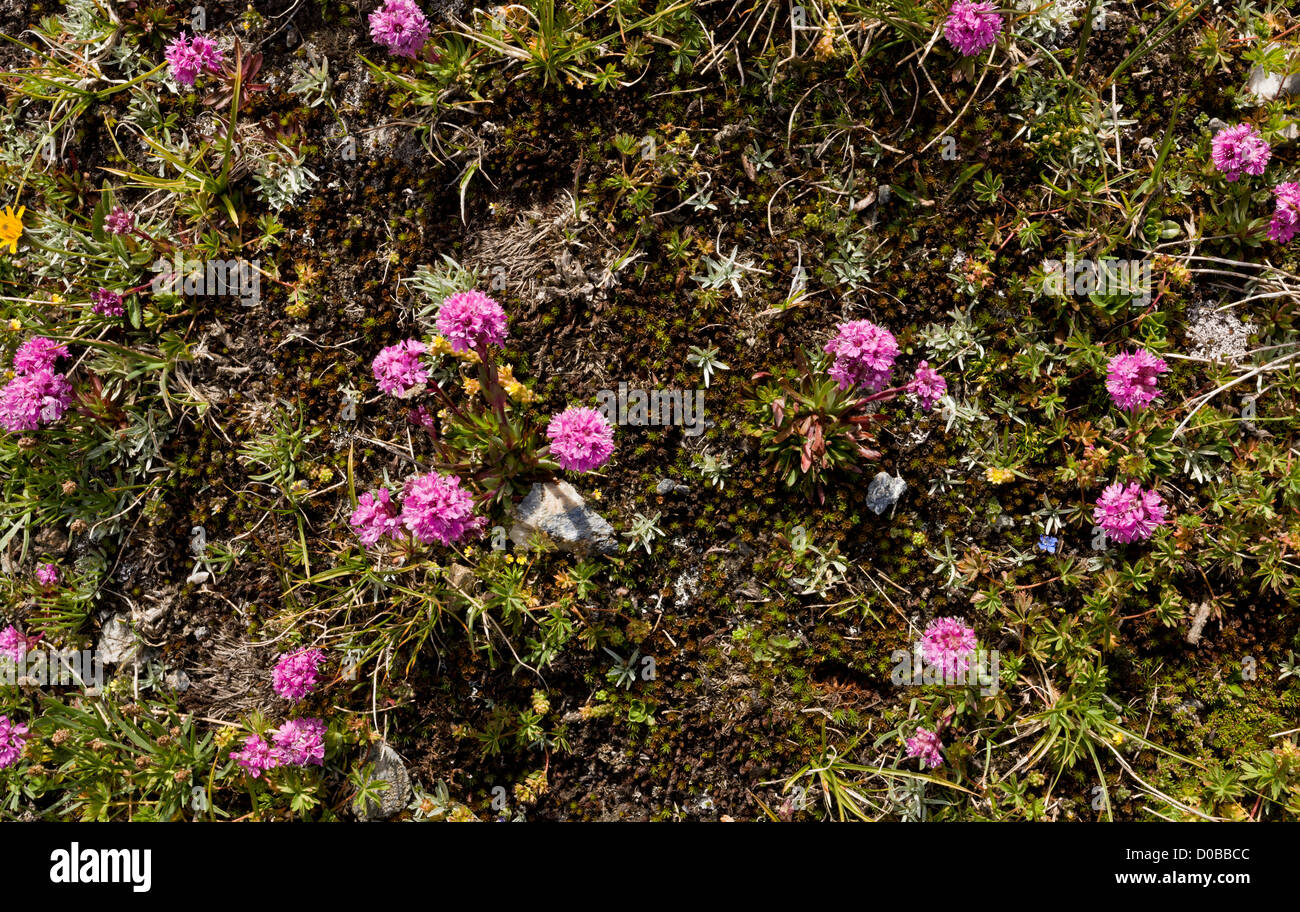 Alpine Catchfly, Silene suecica = Lychnis alpina in flower, Vanoise National Park, France. Stock Photo