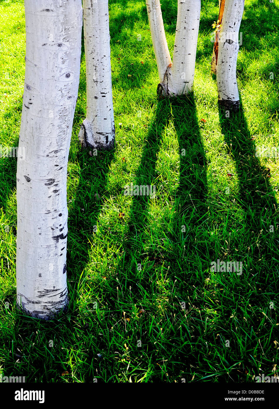 White Aspen Tree Trunks with Green Grass and Shadows Stock Photo