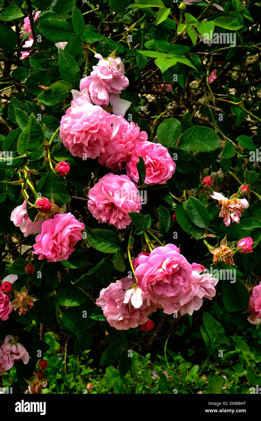 Rosa Gallica 'Belle Amour' (France, 1940). Rose garden : "La Cour de  Commer", Mayenne, Loire country, France Stock Photo - Alamy