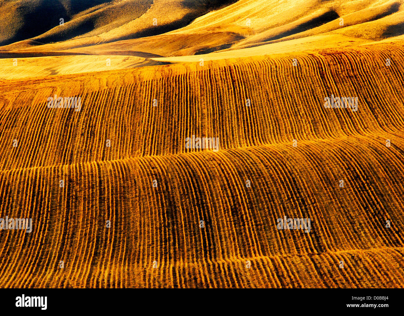 Rows of furrows for crops growing in agricultural field Stock Photo