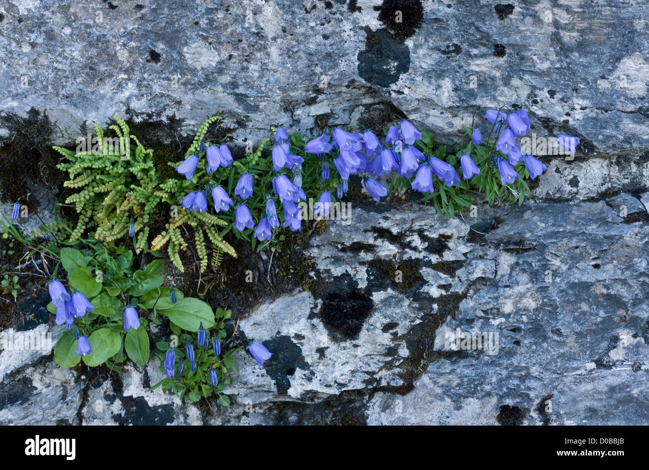 Harebells (Campanula rotundifolia) in flower on old wall. Stock Photo