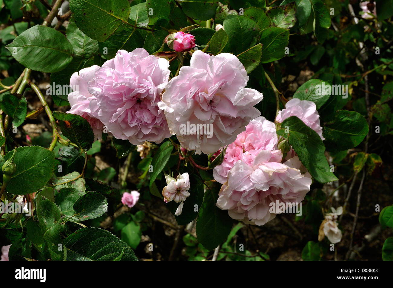 Rosa gallica 'Fantin Latour'. Rosa centifolia,  Rose garden : 'La Cour de Commer', Mayenne, Loire country, France. Stock Photo