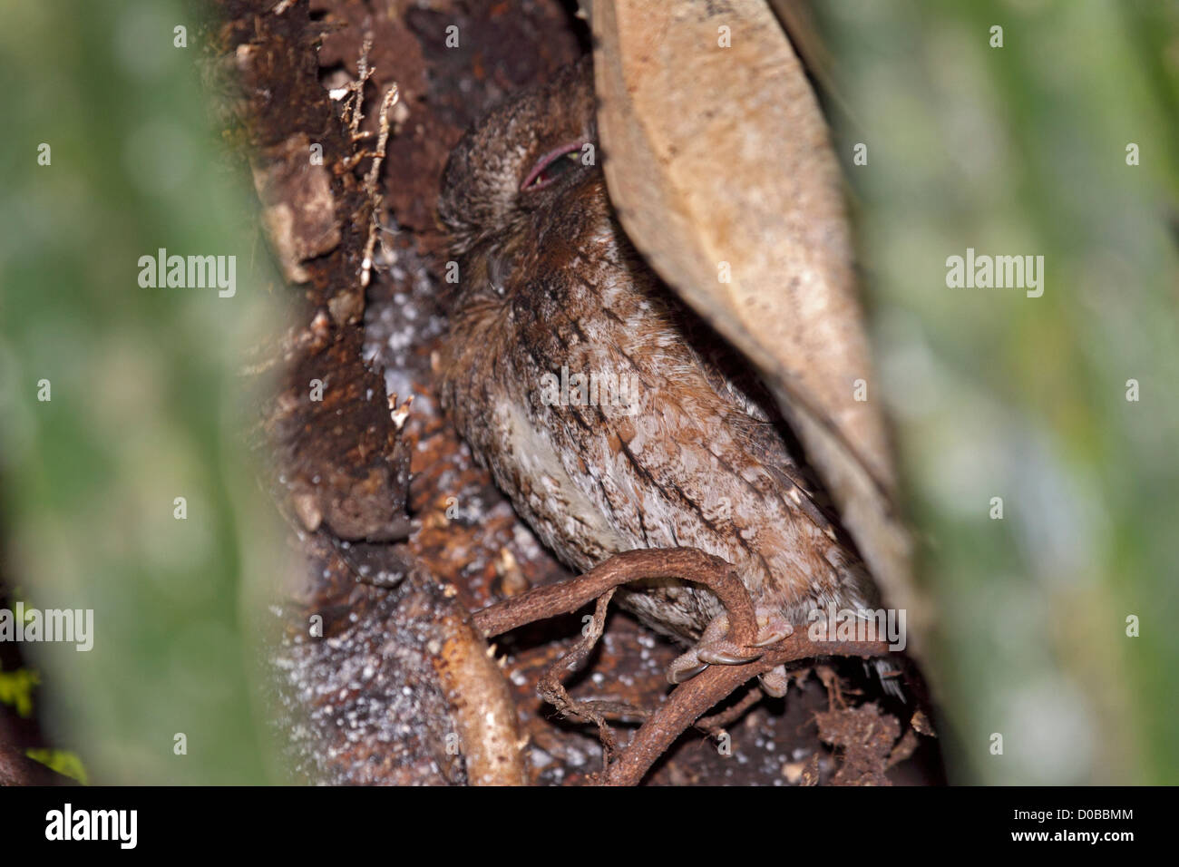 Madagascar scops owl roosting in hollow tree Stock Photo