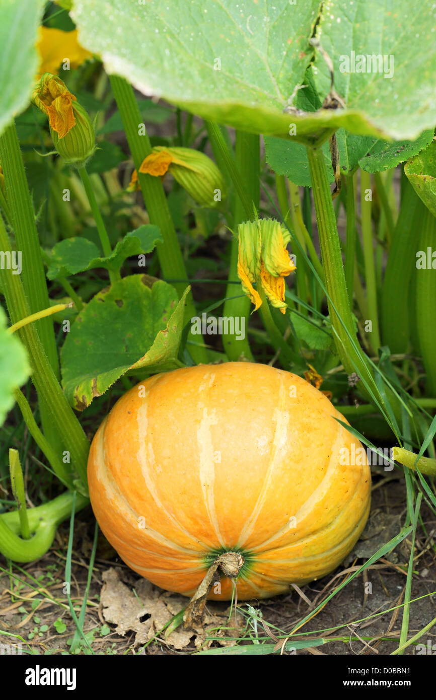 large yellow pumpkin on the grounds of Stock Photo - Alamy