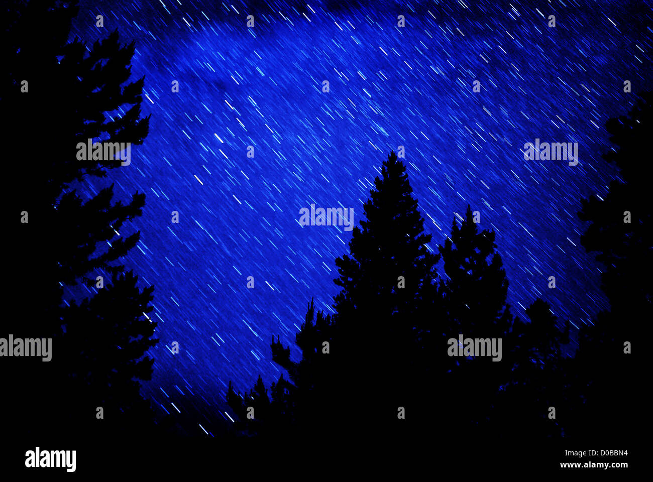 Star trails in blue night sky with pine trees silhouetted in front Stock Photo
