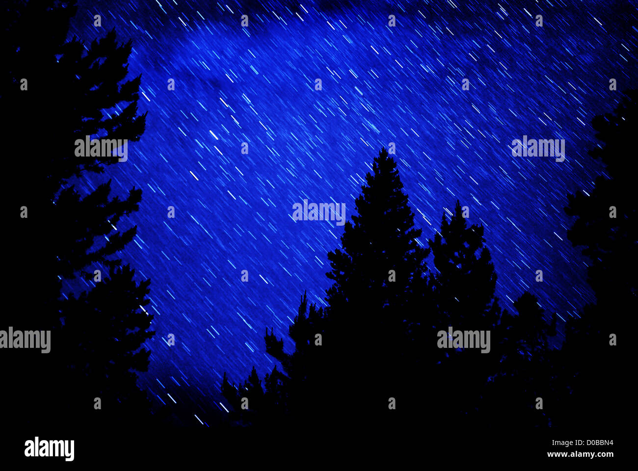 Star trails in blue night sky with pine trees silhouetted in front ...