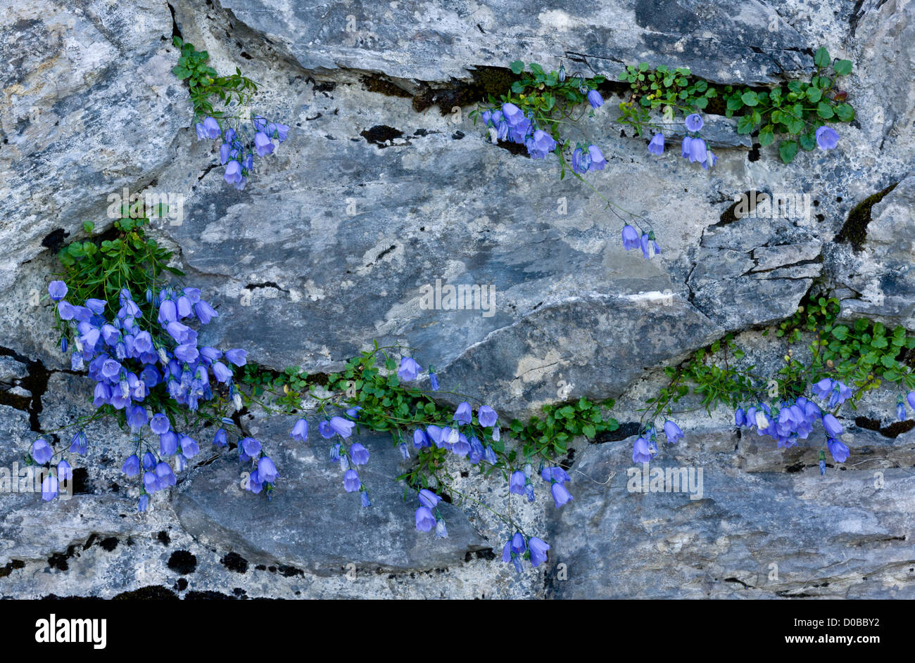 Harebells (Campanula rotundifolia) in flower on old wall. Stock Photo