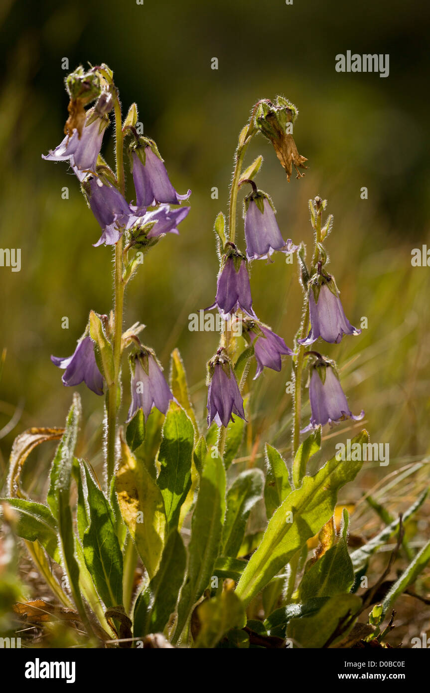 Bearded Bellflower, Campanula barbata in flower, against the light; French Alps. Stock Photo