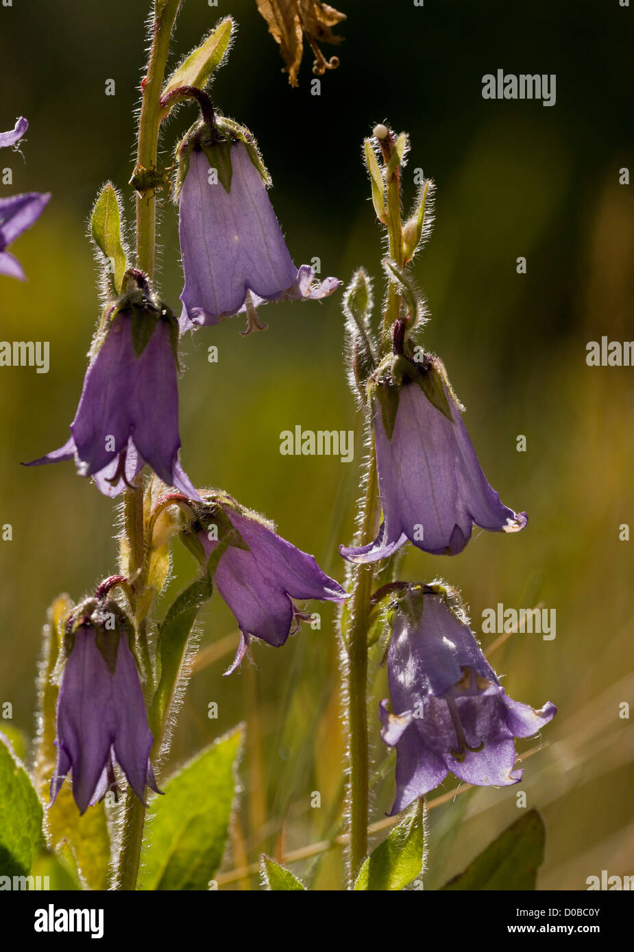 Bearded Bellflower (Campanula barbata) in flower, French Alps, close-up Stock Photo