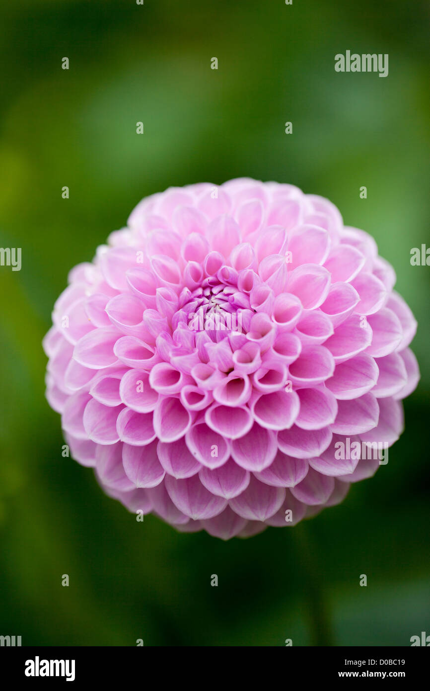 Close up of a single isolated pink Dahlia Pompom / pompon against a blurred green background.  Flowering in a garden in the UK Stock Photo