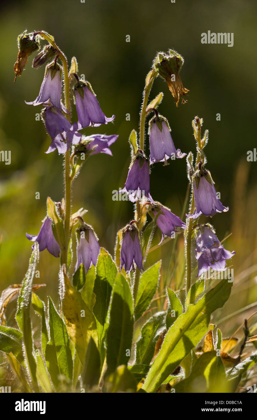 Bearded Bellflower (Campanula barbata) in flower, French Alps Stock Photo