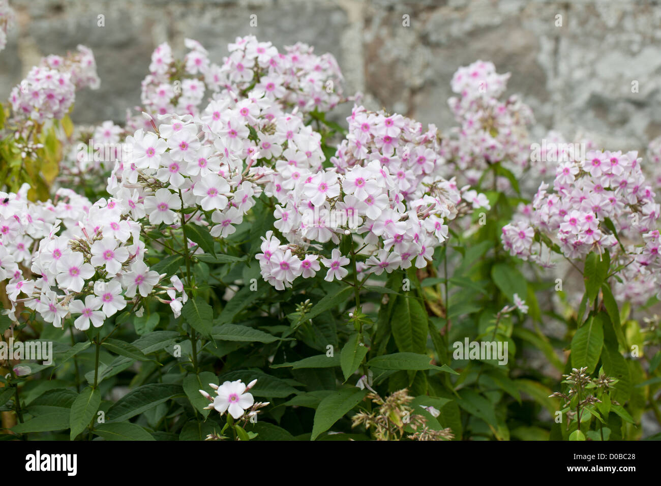 Close up of white - pink Phlox fllowering in an English garden, UK Stock Photo