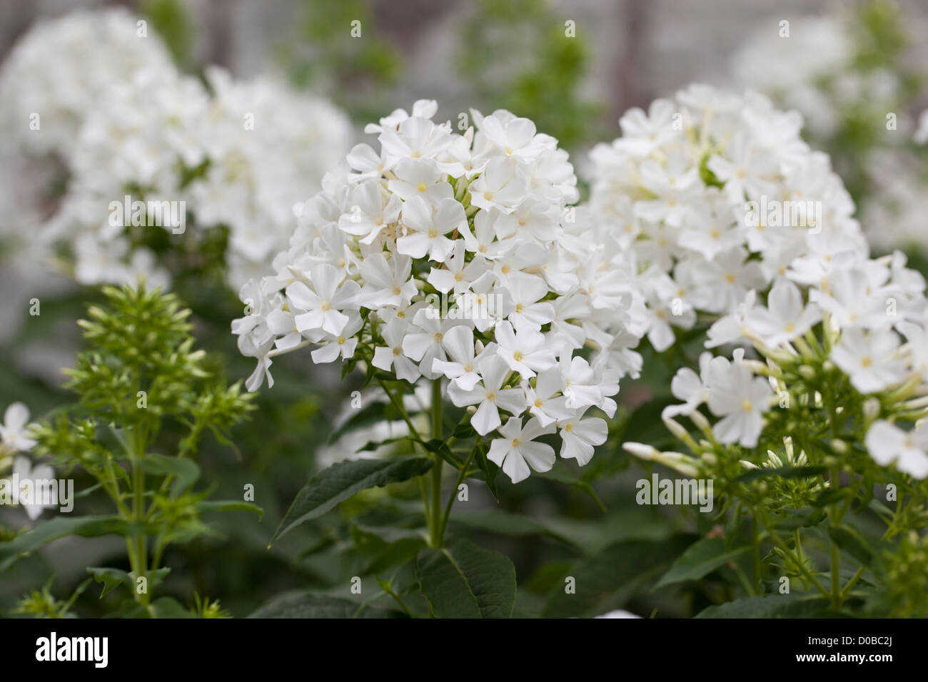 Close of up white Phlox paniculata flowering in an English summer garden, UK Stock Photo