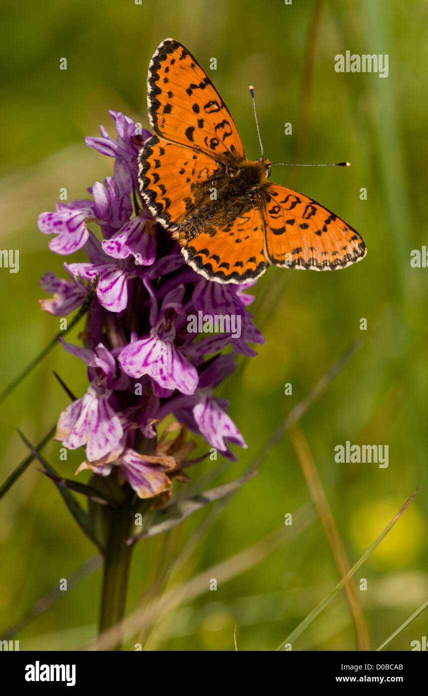 Spotted Fritillary (Melitaea didyma) nectaring on a Spotted Orchid (Dactylorhiza fuchsii) french alps, close-up Stock Photo