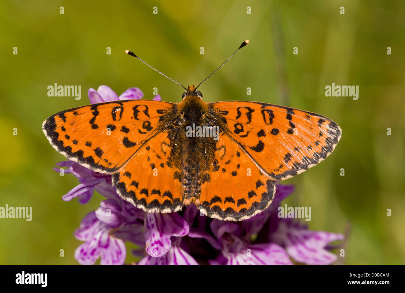 Spotted Fritillary (Melitaea didyma) nectaring on a Spotted Orchid (Dactylorhiza fuchsii) french alps, close-up Stock Photo