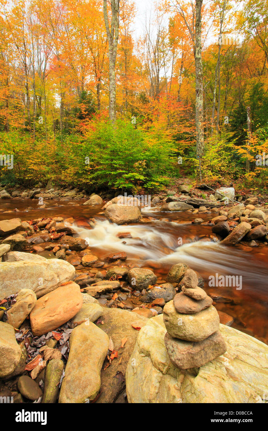 DRY FORK, SOUTH FORK RED CREEK, BOARS NEST TRAIL, FLATROCK AND ROARING PLAINS WILDERNESS, DOLLY