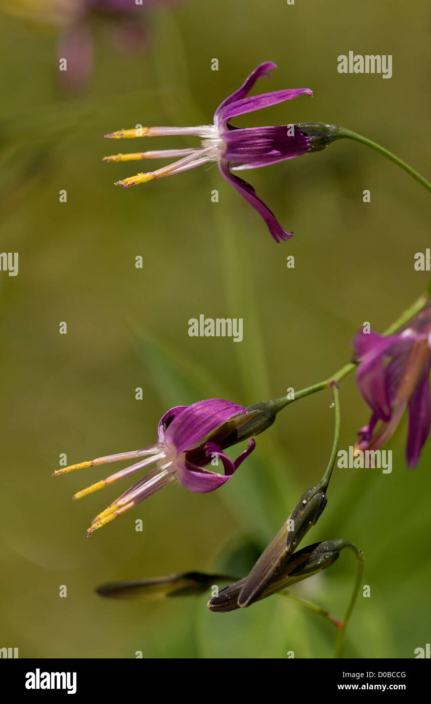 Purple lettuce flowers (Prenanthes purpurea) in alpine woodland, late