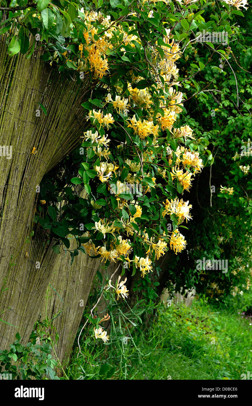 Honeysuckle (Lonicera periclymenum) on the fence of the garden. 'Potager de Suzanne', Le Pas, Mayenne, Loire country, France. Stock Photo