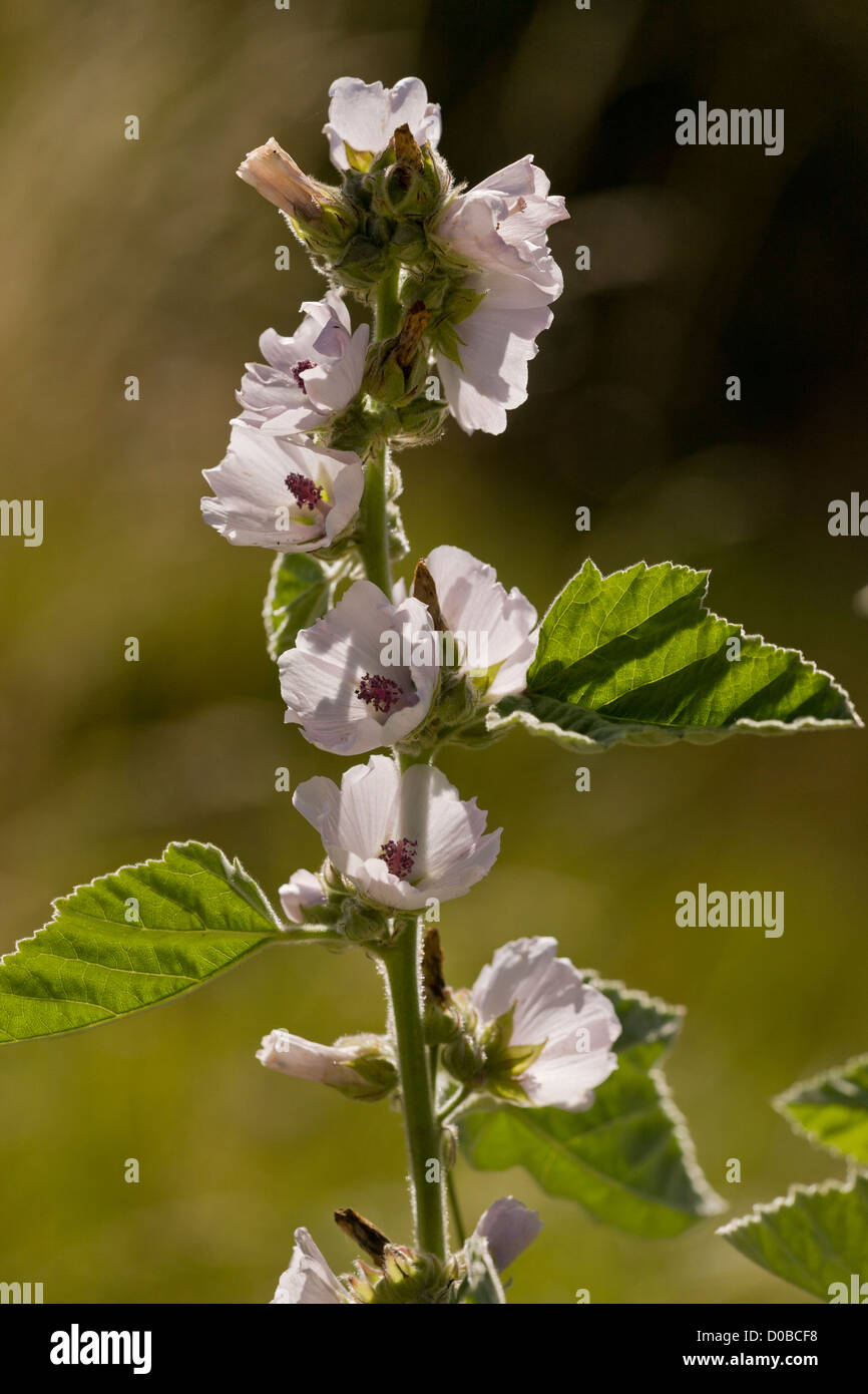 Marshmallow (Althaea officinalis) in flower, late summer, close-up Stock Photo