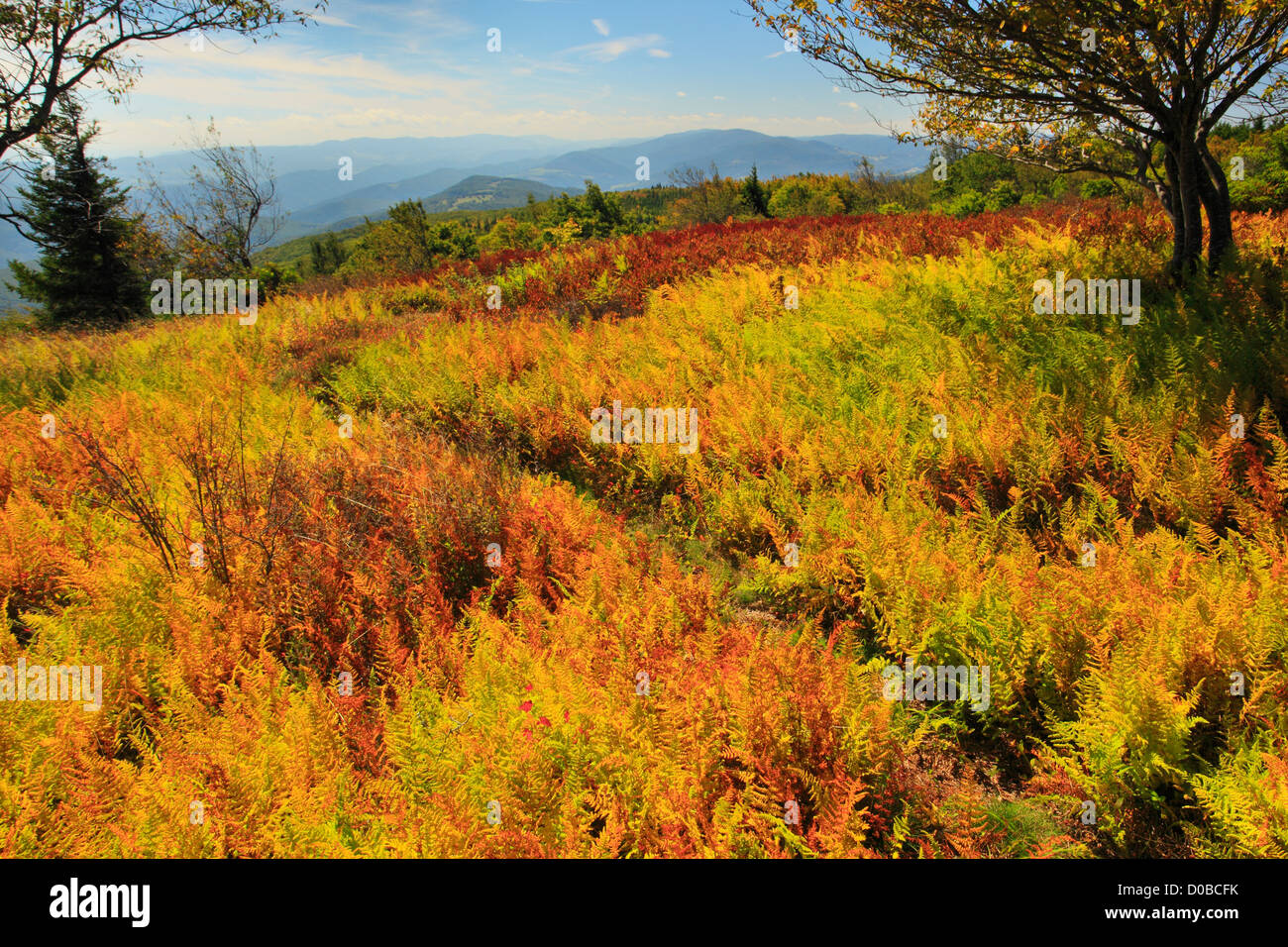 Hidden PassageTrail, Flat Rock and Roaring Plains, Dolly Sods, Dry Creek, West Virginia, USA Stock Photo