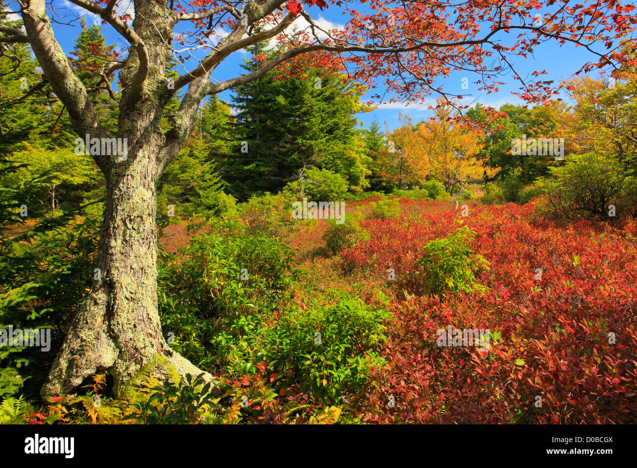 Hidden PassageTrail, Flat Rock and Roaring Plains, Dolly Sods, Dry