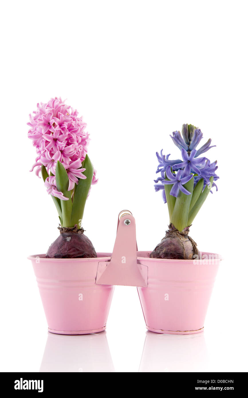 Pink hyacinths in white Cut Out Stock Images & Pictures - Alamy