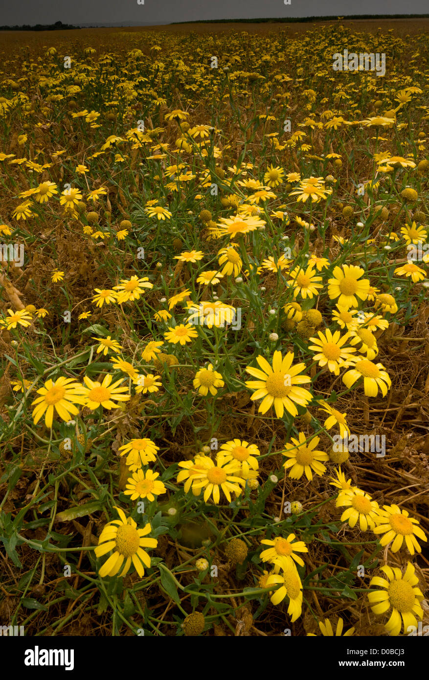 Masses of Corn Marigold, Chrysanthemum segetum as a weed in wheat field (cornfield). Stock Photo