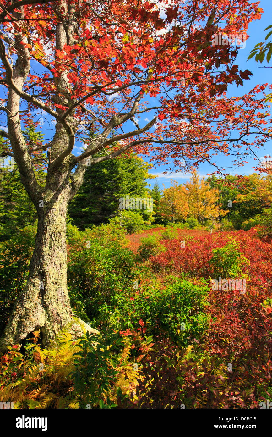 Hidden PassageTrail, Flat Rock and Roaring Plains, Dolly Sods, Dry Creek, West Virginia, USA Stock Photo