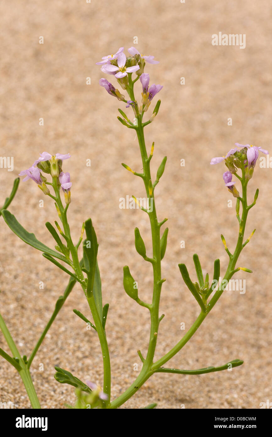European Searocket (Cakile maritima ssp. integrifolia), in flower and fruit, close-up, on sand dunes. Stock Photo